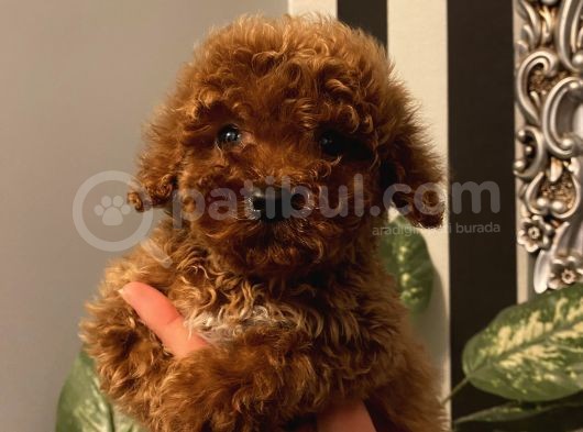 Birbirinden Sevimli Poodle Yavrularımız görsel