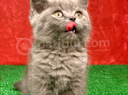 Bebek Yüzlü Orji̇nal Bri̇ti̇sh Shorthai̇r Di̇şi̇ Ve Erkek Yavrular görsel
