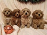 Dizayn Irk Sevimli Maltipoo Yavrular