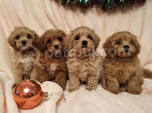 Dizayn Irk Sevimli Maltipoo Yavrular