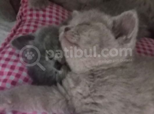 7 Haftalık Britihs Minnoslarim görsel