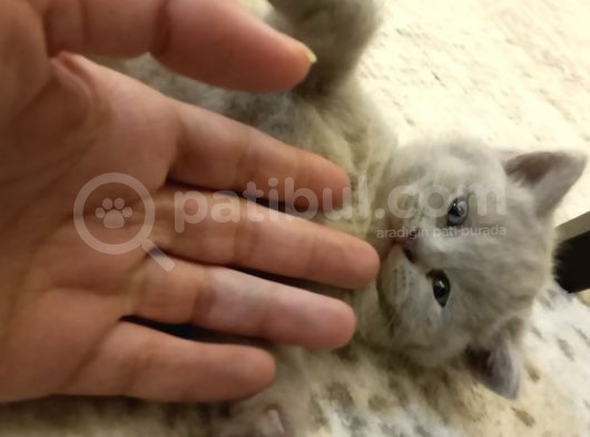 7 Haftalık Britihs Minnoslarim görsel