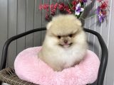 Ayıcık Surat Boo Pomeranian Yavrular
