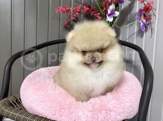 Ayıcık Surat Boo Pomeranian Yavrular görsel