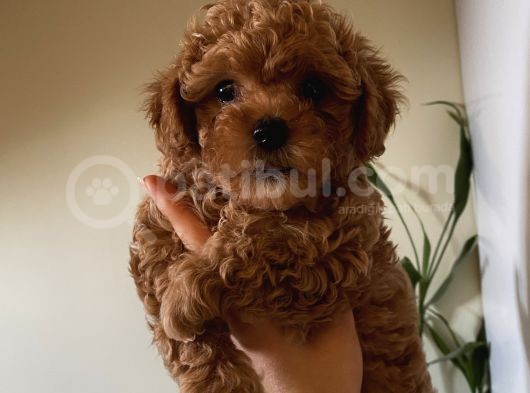 Birbirinden Sevimli Poodle Yavrularımız görsel