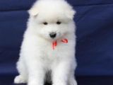 Kar Beyaz Orji̇nal Samoyed Bebekler