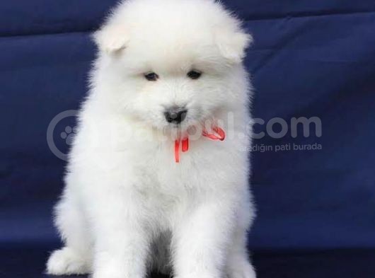 Kar Beyaz Orji̇nal Samoyed Bebekler görsel