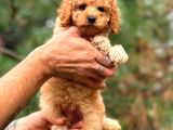 Babyface Toy Poodle Yavrularımız