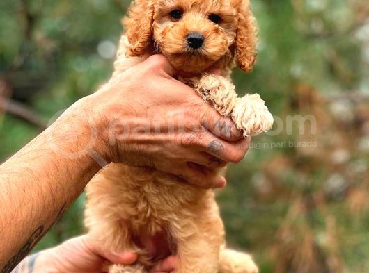 Babyface Toy Poodle Yavrularımız görsel