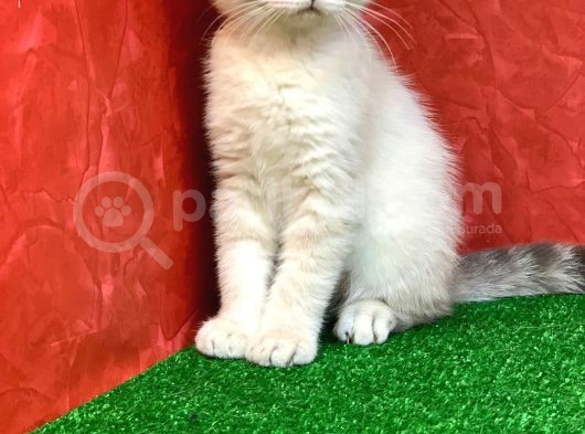 Sifir Kulak Yuvarlak Kafa Lynx Point Scottish Fold Yavrumuz görsel