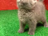 Bebek Yüzlü Orji̇nal Bri̇ti̇sh Shorthai̇r Di̇şi̇ Ve Erkek Yavrular