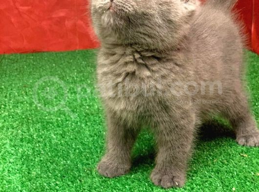 Bebek Yüzlü Orji̇nal Bri̇ti̇sh Shorthai̇r Di̇şi̇ Ve Erkek Yavrular görsel