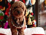 Toy Poodle Mini Boy Yavrular