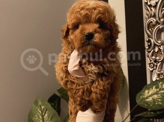Ev Ortamında Büyüyen Poodle Bebeklerimiz görsel