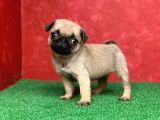 Türki̇ye Ni̇n En Muhteşem Di̇şi̇ Ve Erkek Pug Yavrulari