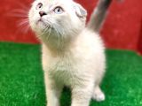 Sifir Kulak Yuvarlak Kafa Lynx Point Scottish Fold Yavrumuz