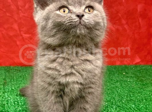 Bebek Yüzlü Orji̇nal Bri̇ti̇sh Shorthai̇r Di̇şi̇ Ve Erkek Yavrular görsel