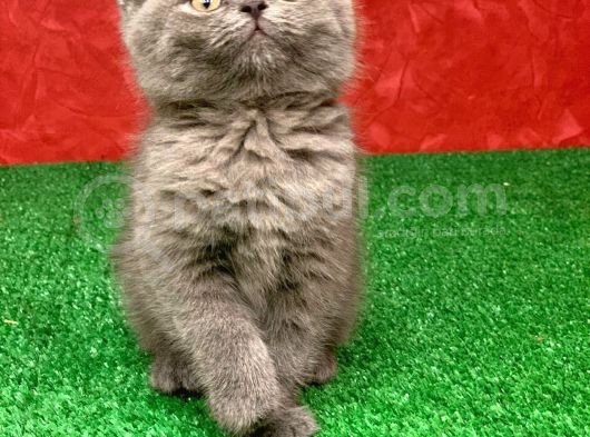 Bebek Yüzlü Orji̇nal Bri̇ti̇sh Shorthai̇r Di̇şi̇ Ve Erkek Yavrular görsel