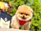 Safkan Pomeranian Boo Yavruları