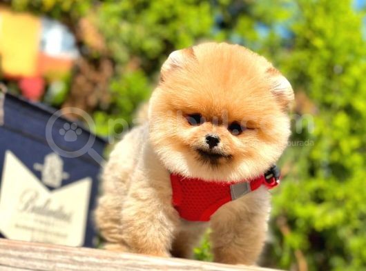Safkan Pomeranian Boo Yavruları görsel