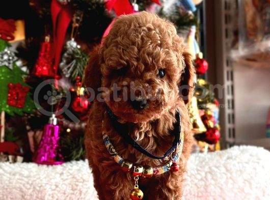 Toy Poodle Mini Boy Yavrular görsel