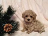 Dizayn Irk Sevimli Maltipoo Yavrular