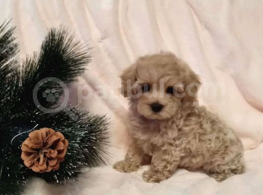 Dizayn Irk Sevimli Maltipoo Yavrular görsel