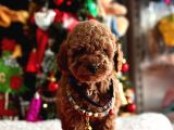Toy Poodle Mini Boy Yavrular
