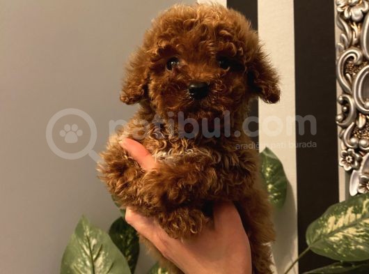Ev Ortamında Büyüyen Poodle Bebeklerimiz görsel