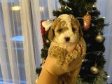 Evde Anne-babayla Büyümüş Toypoodle