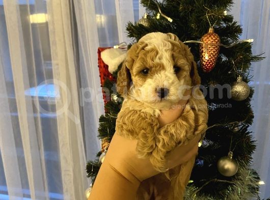 Evde Anne-Babayla Büyümüş Toypoodle