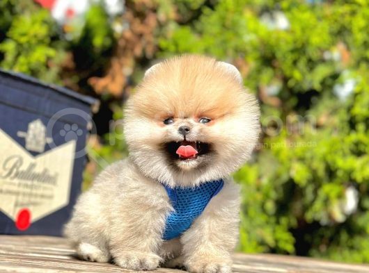 Safkan Pomeranian Boo Yavruları görsel