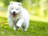 Kar Beyaz Orji̇nal Samoyed Bebekler