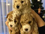 Evde Anne-Babayla Büyümüş Toypoodle