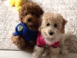 Evde Anne-Babayla Büyümüş Toypoodle