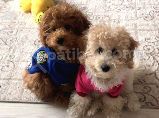 Evde Anne-Babayla Büyümüş Toypoodle görsel