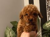 Birbirinden Sevimli Poodle Yavrularımız