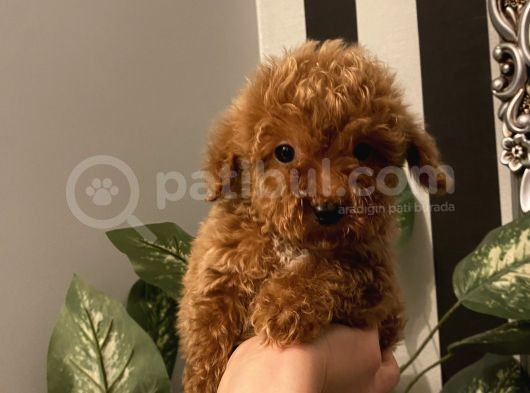Birbirinden Sevimli Poodle Yavrularımız görsel