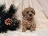 Dizayn Irk Sevimli Maltipoo Yavrular