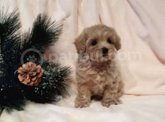 Dizayn Irk Sevimli Maltipoo Yavrular görsel