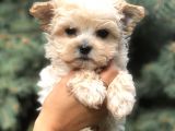 Teacup Morkie