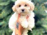 Teacup Morkie