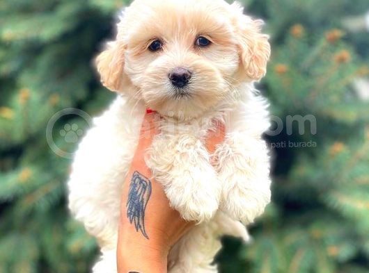 Teacup Morkie görsel
