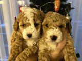 Evde Anne-Babayla Büyümüş Toypoodle