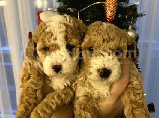 Evde Anne-Babayla Büyümüş Toypoodle görsel
