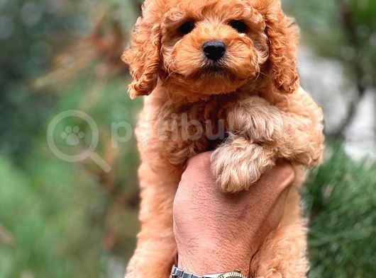 Babyface Toy Poodle Yavrularımız görsel