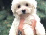 Orjinal Maltıpoo