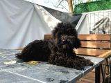 Aşıları Bitmiş Black Toy Poodle Yavrular