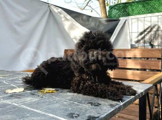Aşıları Bitmiş Black Toy Poodle Yavrular görsel