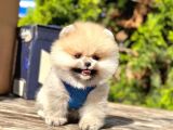 Safkan Pomeranian Boo Yavruları